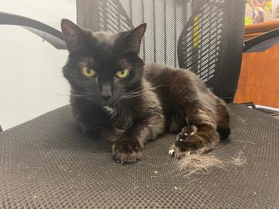 A black cat with yellow eyes is lying on a textured surface, possibly a chair or a mat. The cat appears to be resting or lounging, with its front paws extended forward. The background includes a mesh chair and some indistinct objects, suggesting an indoor setting. The cat's fur is shiny and well-groomed, and it has a calm expression.