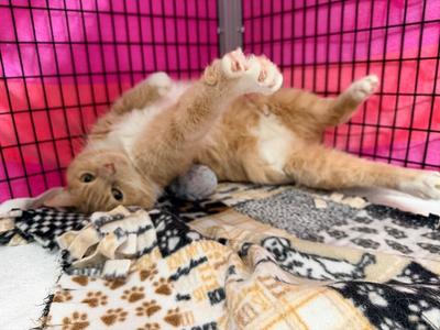 Holtzman, adult, available for adoption