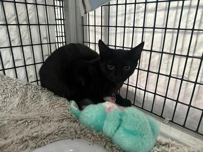Aladdin, kitten, available for adoption
