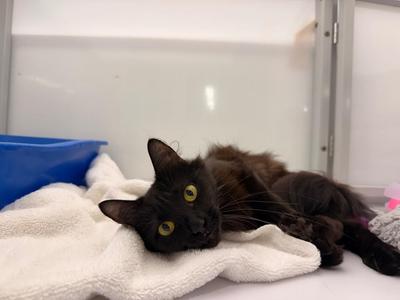 A black cat with yellow eyes lying on a white towel.