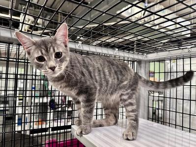Champ, kitten, available for adoption