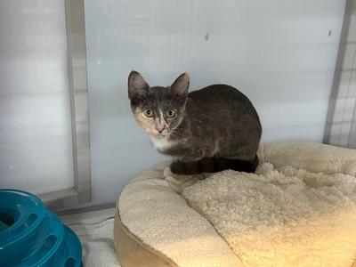 Cleo, kitten, available for adoption