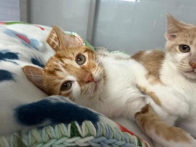 Bramley, kitten, available for adoption