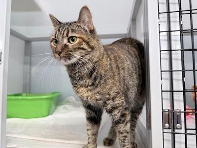 Meer-kitty, young, available for adoption
