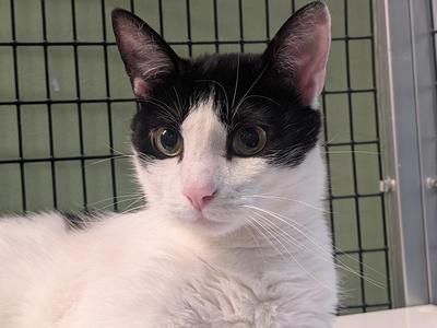Binary Fission, young, available for adoption