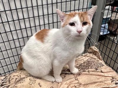 Chili Cheese Dog, adult, available for adoption