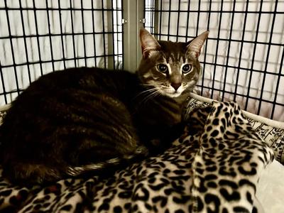Silver, young, available for adoption