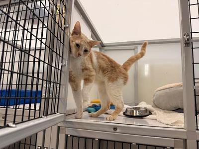 A ginger and white cat standing on a metal cage with a food bowl and a blanket inside.