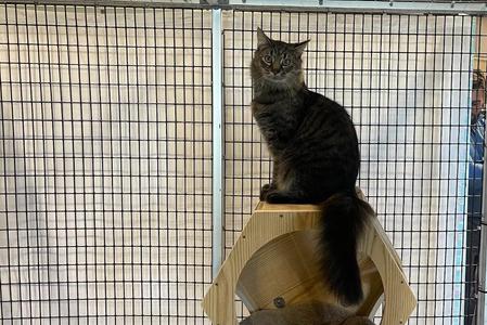 Beef Stew, adult, available for adoption