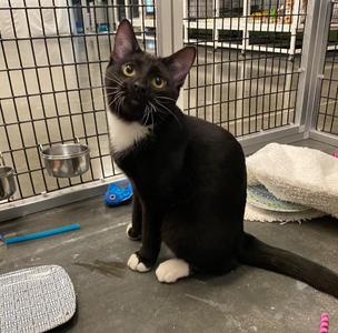Charlie Brown, kitten, available for adoption