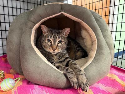 Elphaba, adult, available for adoption