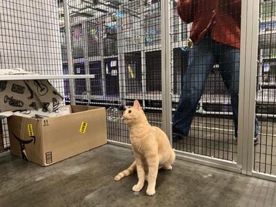 Jazz, senior, available for adoption