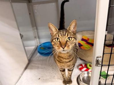 Cleon, adult, available for adoption