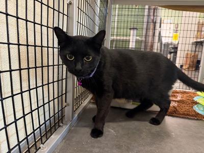 Gordo, young, available for adoption
