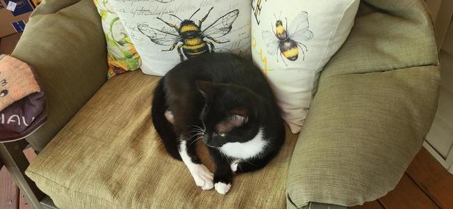 Tuxie, young, available for adoption