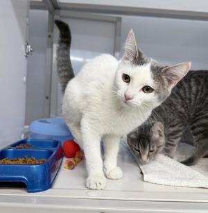 Cookies and Cream, kitten, available for adoption