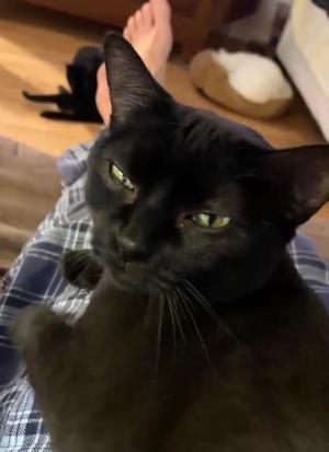 Elbe, adult, available for adoption