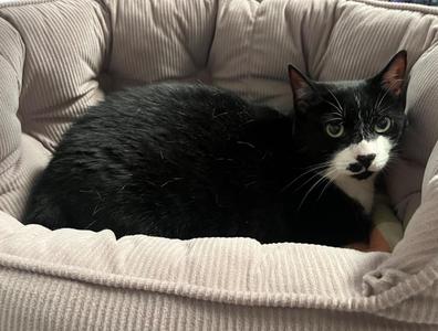 Dapple, adult, available for adoption