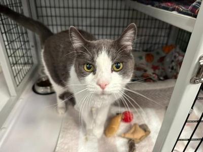 Atticus, adult, available for adoption