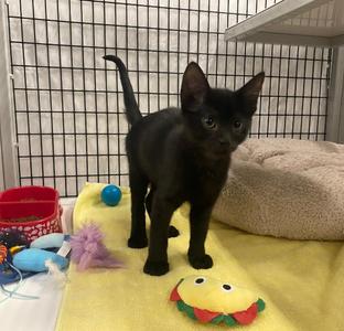 Chartreuse, kitten, available for adoption