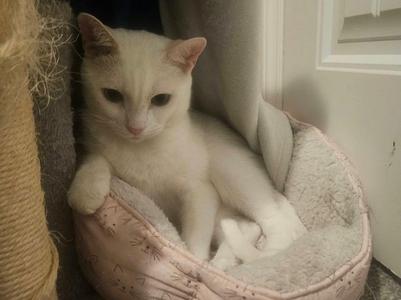 A white cat sitting in a pink pet bed.