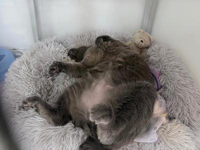 Mister Kitty, senior, available for adoption