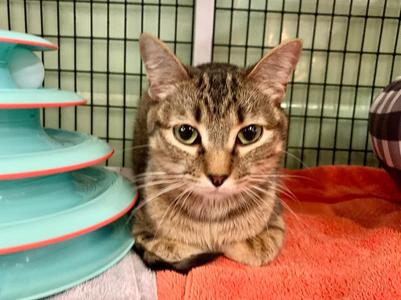 Funyan, adult, available for adoption