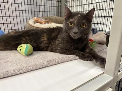 Anne, young, available for adoption
