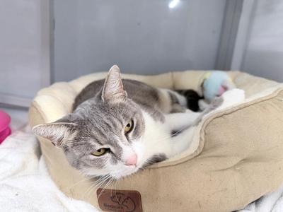 A gray and white cat lying in a beige cat bed, looking directly at the camera with a relaxed expression.