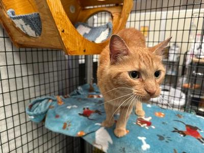 Gourgeist, young, available for adoption