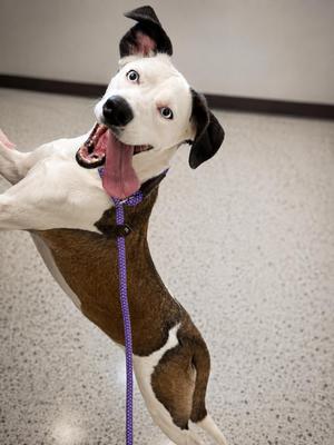 Annie 4375, Mixed Breed, adult, available for adoption