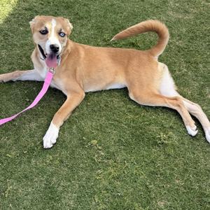 A light brown dog with a white chest and paws is lying on a grassy lawn, wearing a pink leash. The dog has a happy expression with its mouth open and tongue out, and its tail is curled upwards.