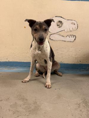 A white and brown dog sitting on a concrete floor with a drawing of a dinosaur skull on the wall behind it.