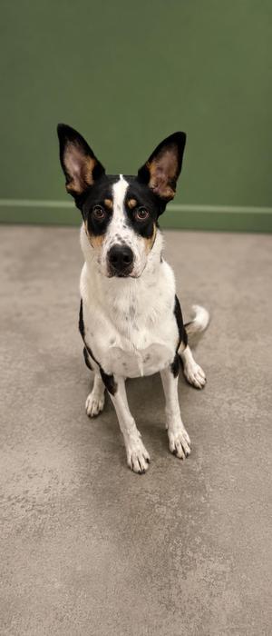 A black and white dog with brown markings on its face and ears, sitting on a concrete floor against a green wall.