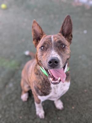 A happy dog with a brindle and white coat, wearing a green collar, sitting on a grassy surface and looking up with its tongue out.