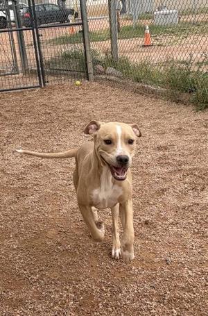 A tan dog with a white chest and face markings is running towards the camera in a fenced area with a gravel ground. The dog has a happy expression with its mouth open and tongue out. In the background, there is a chain-link fence, some greenery, and a yellow ball.