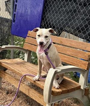 Winnie, Mixed Breed, young, available for adoption