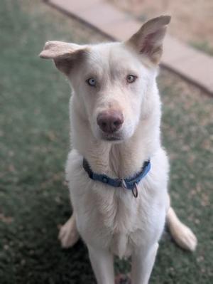 A white dog with blue eyes and a blue collar, sitting on a grassy surface.