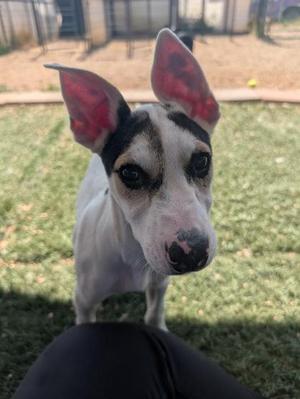 Spider, Border Collie / Mixed Breed, puppy, available for adoption