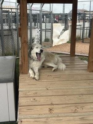 a white dog lying on a wooden deck with its mouth open