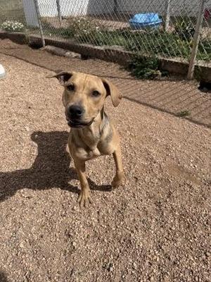 A brown dog with a black muzzle and floppy ears standing on a gravel surface, looking directly at the camera.