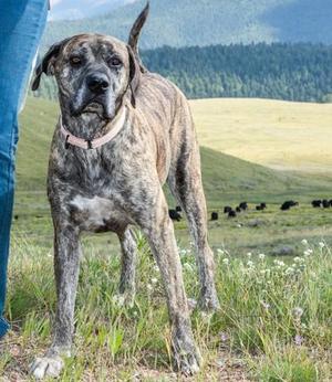 A brindle dog standing in a grassy field with mountains in the background.