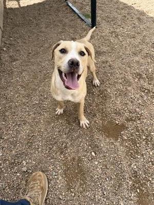 A happy dog with a light brown coat and a white chest is standing on a gravel surface, looking up with its mouth open and tongue out. The dog has floppy ears and a black nose. A person's foot in a brown shoe is visible in the bottom left corner of the image.