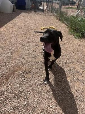A black and white dog with a pink tongue sticking out, standing on a gravel surface.