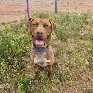 A brown dog with a blue collar standing in a grassy field.