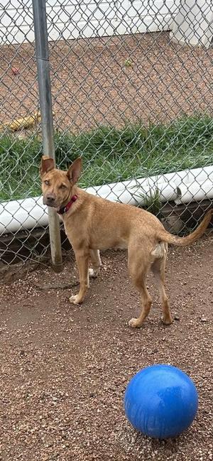 Nugget, Australian Shepherd / Mixed Breed, puppy, available for adoption