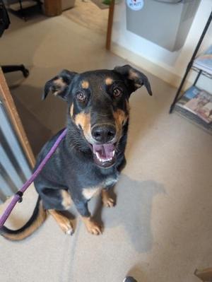 A black and tan dog with floppy ears and a purple leash, sitting on a carpeted floor and looking up with its mouth open.
