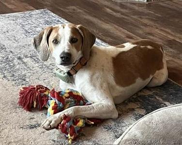 Boone, Foxhound / Mixed Breed, adult, available for adoption