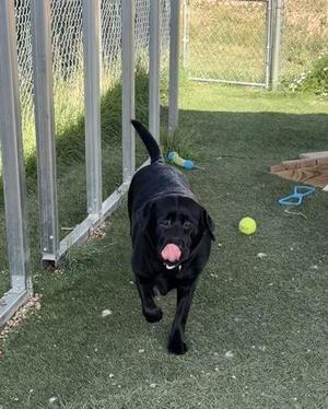 A black dog with its tongue out, walking on a grassy area with a yellow tennis ball and a blue toy in the background.