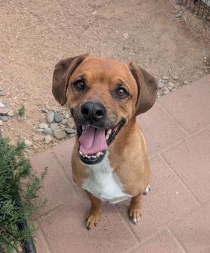 A happy brown and white dog with its tongue out, sitting on a tiled surface outdoors.